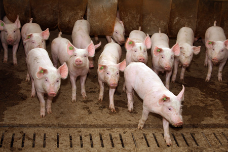 Eine Gruppe Ferkel in ihrem Stall schauen neugierig